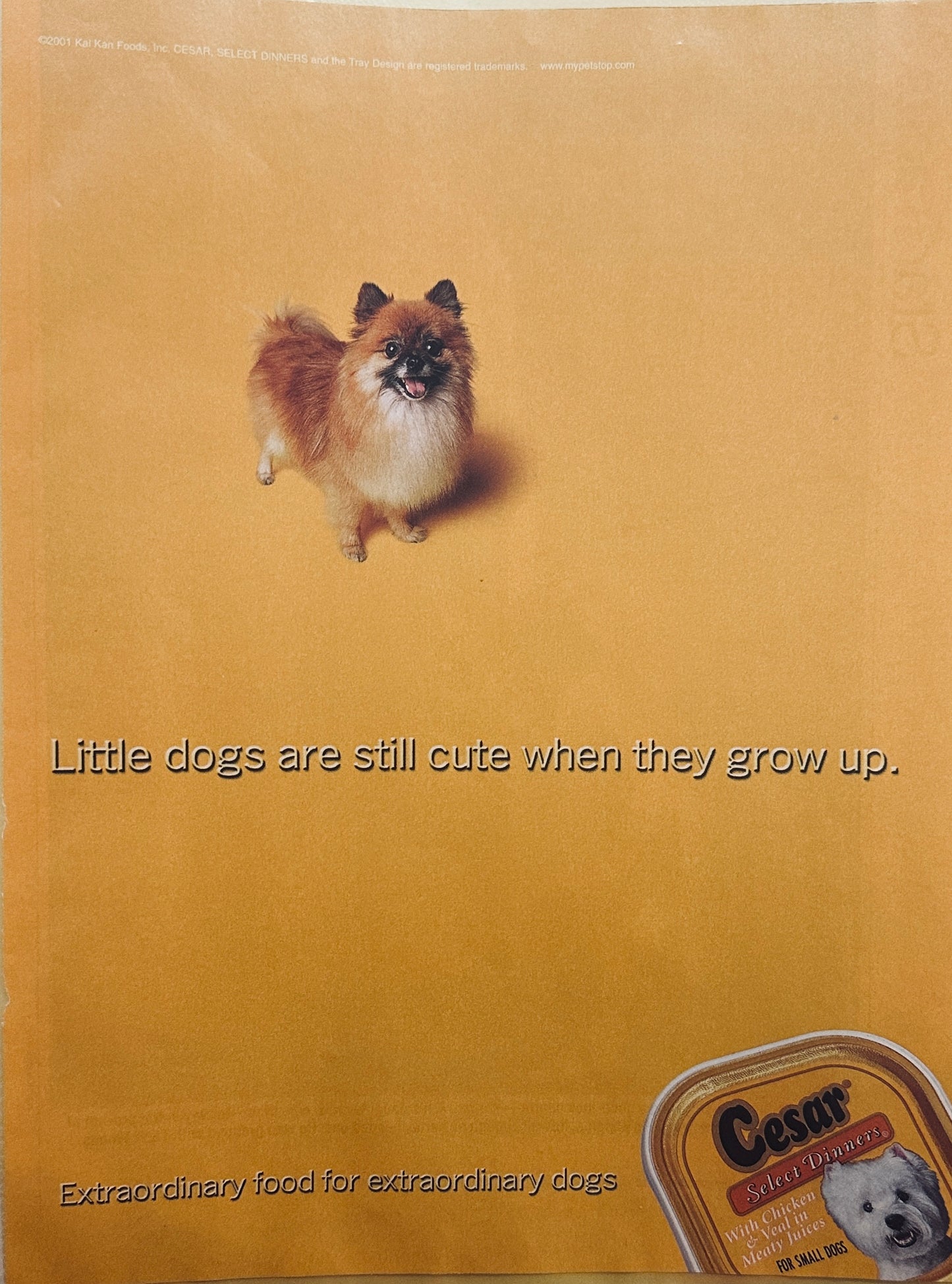 2001 Litle Cesar Pet Food - Cute Pomeranian - Little Butterball Magazine Ad