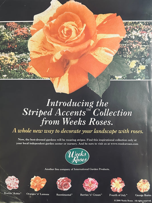 2001 Weeks Roses new Striped Accents Rose Collection Promotional Ad