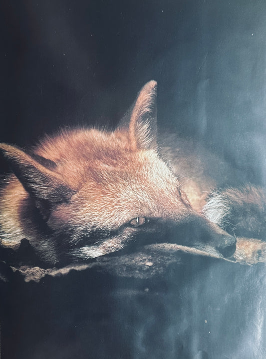 1999 Fox at Rest Photograph by Naruaki Onishi