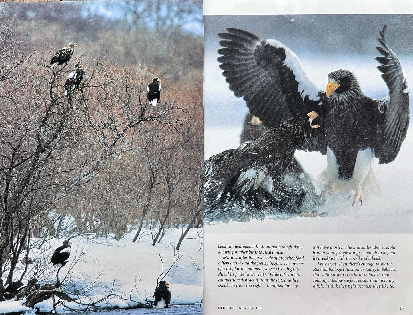 1992 Sea Eagles - Wildlife Feature - Closeup Pictures