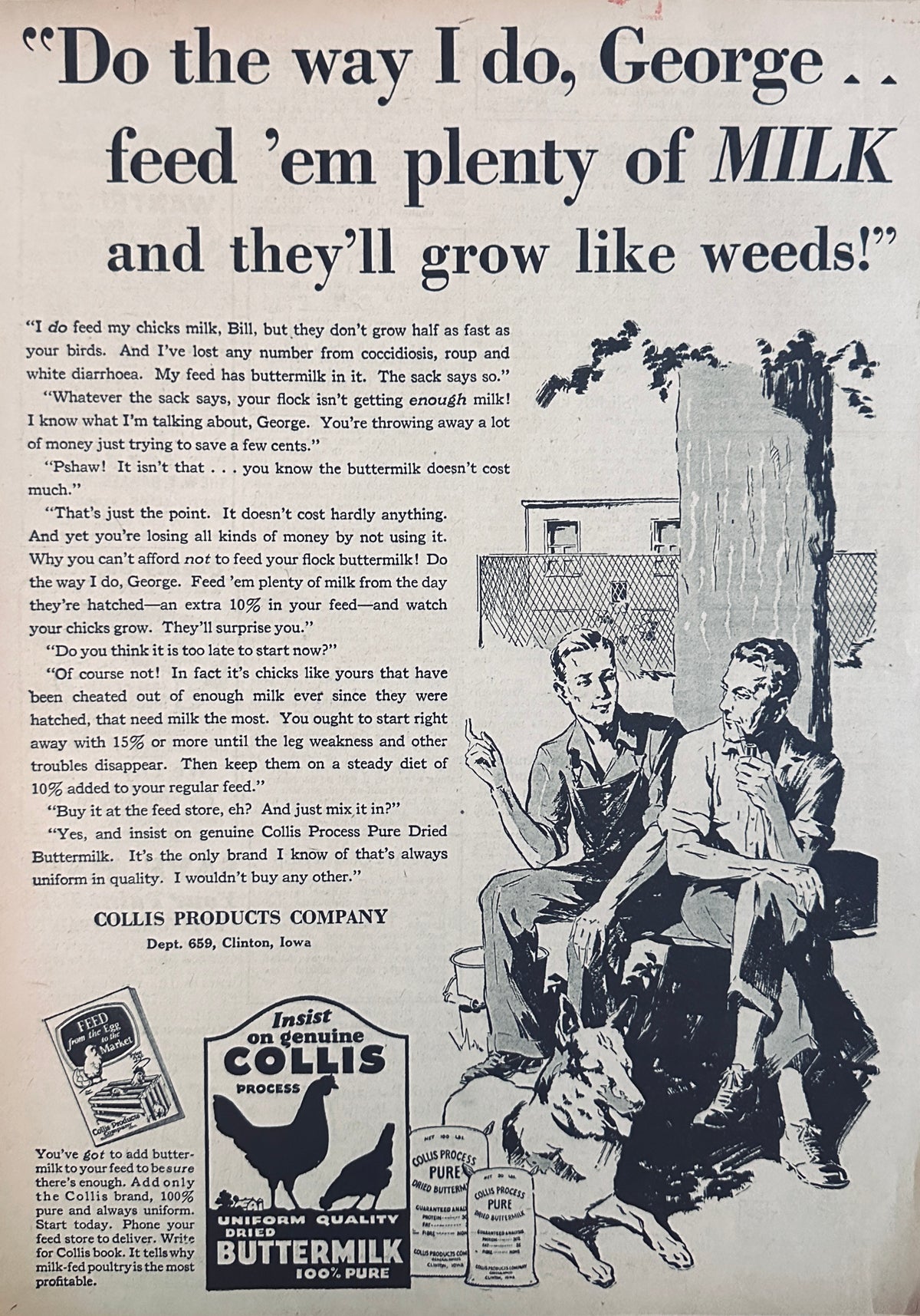 1929 Collis Process Pure Dried Buttermilk - Chicken Feed Ad #2434