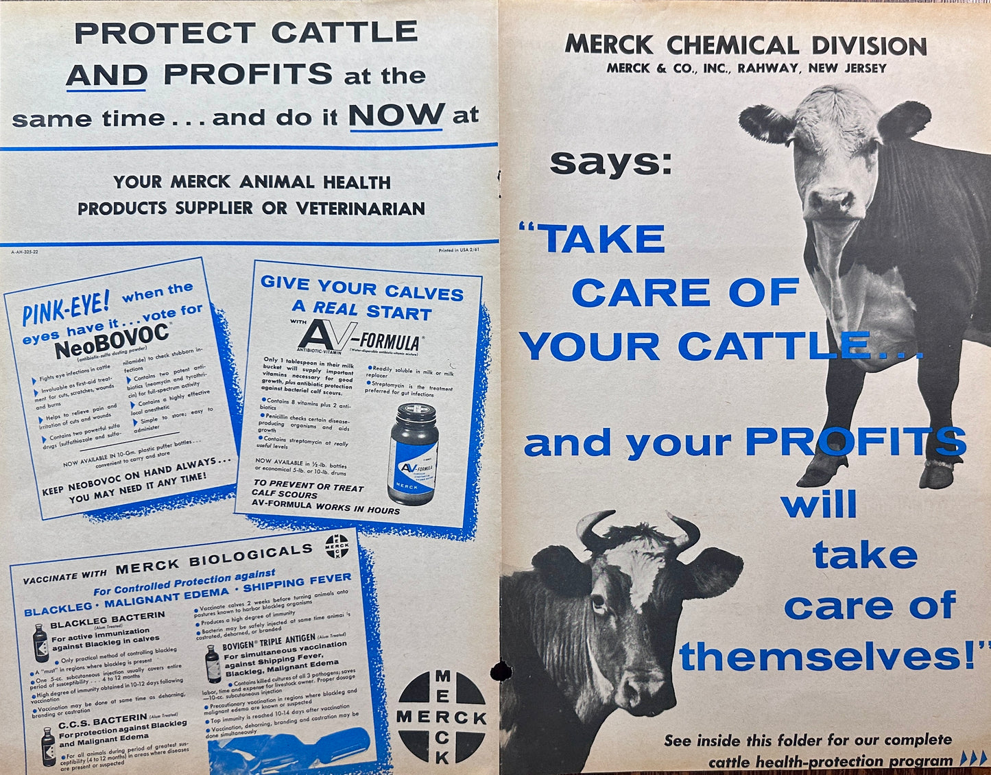 1961 Double Sided Centerfold Merck Animal Health - Protect Your Cattle Vintage Ad