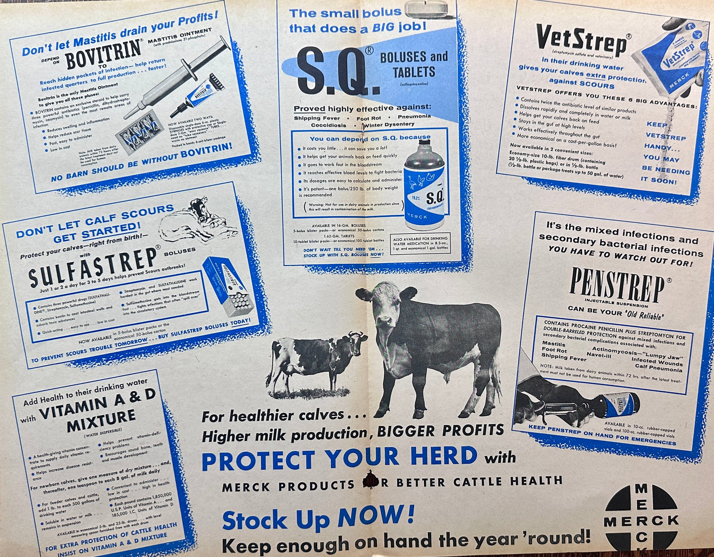 1961 Double Sided Centerfold Merck Animal Health - Protect Your Cattle Vintage Ad