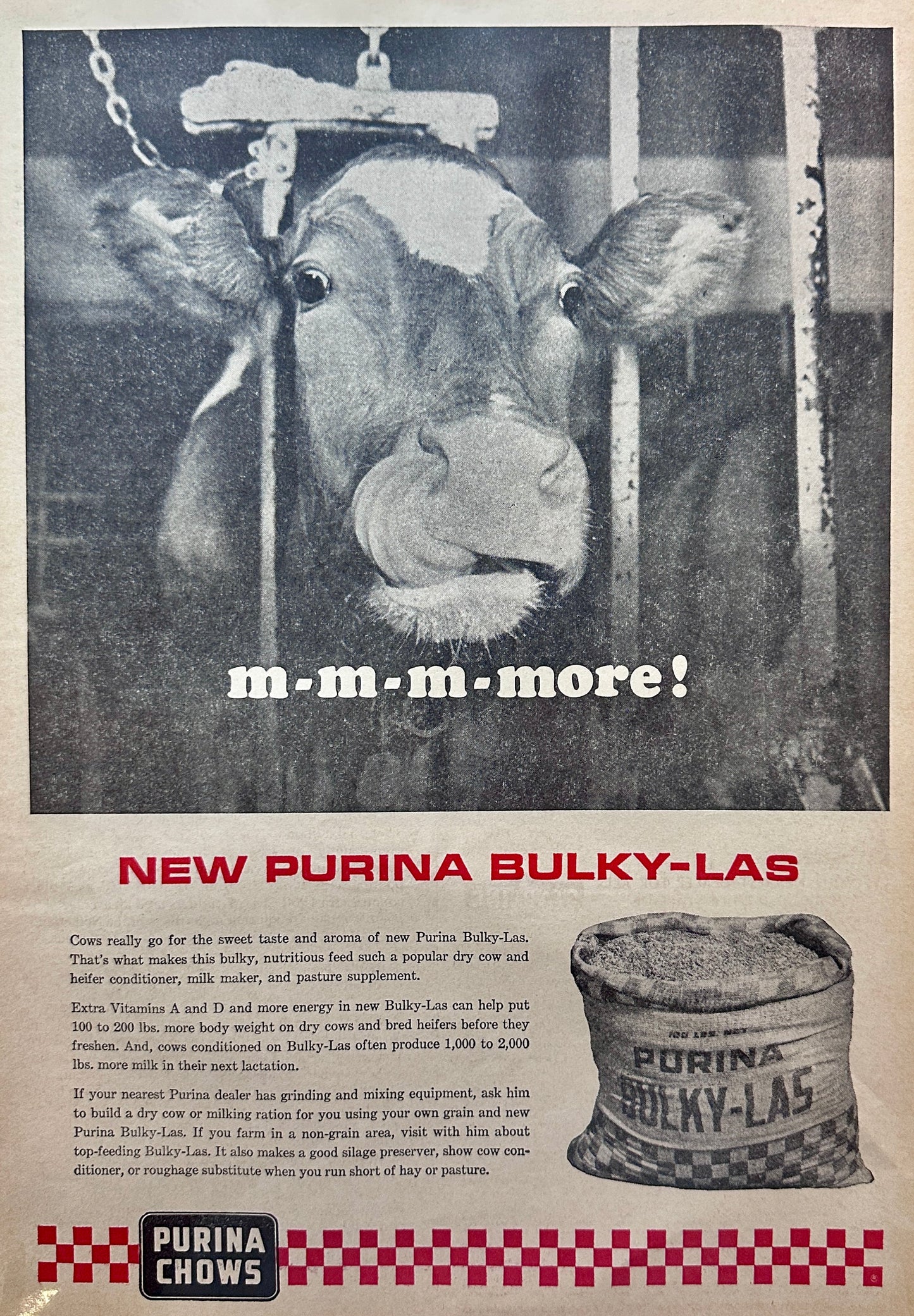 1964 Purina Bulky-LAS Cow Feed - M-m-m-more!  Vintage Ad