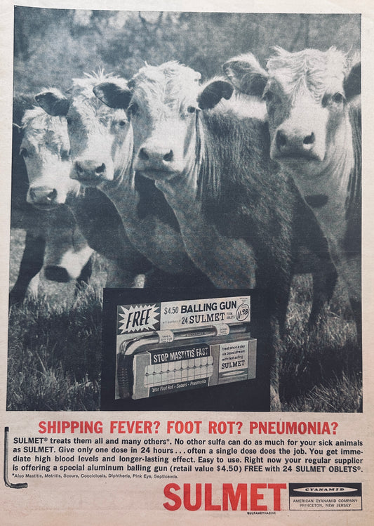 1962 Sulmet Sulfa Treats Your Cattle/Dairy Herd #815 Handsome Heifers