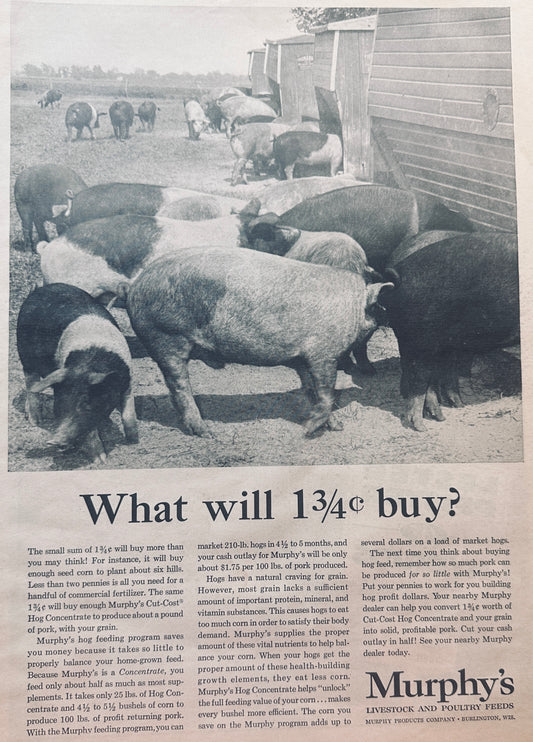 1962 Murphy's Livestock & Poultry Feeds Burlington WI #814