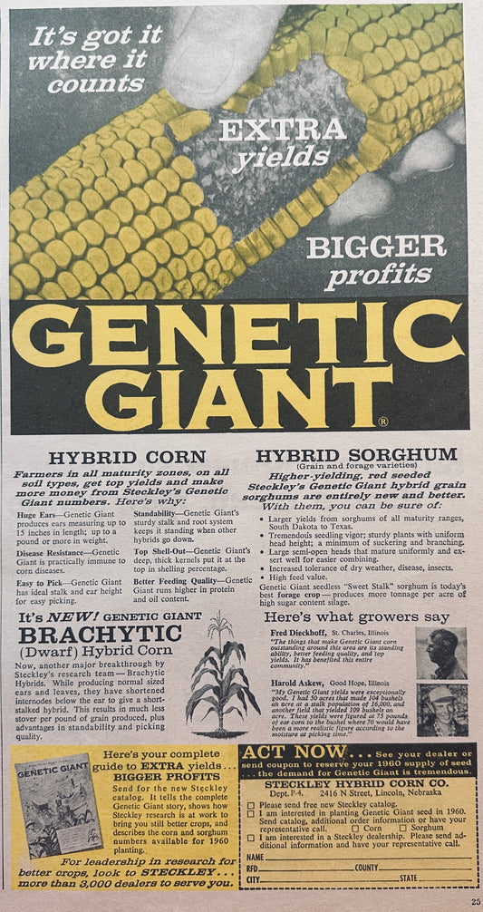 1959 Steckley Hybrid Corn Genetic Giant - #823 - Lincoln, Nebraska