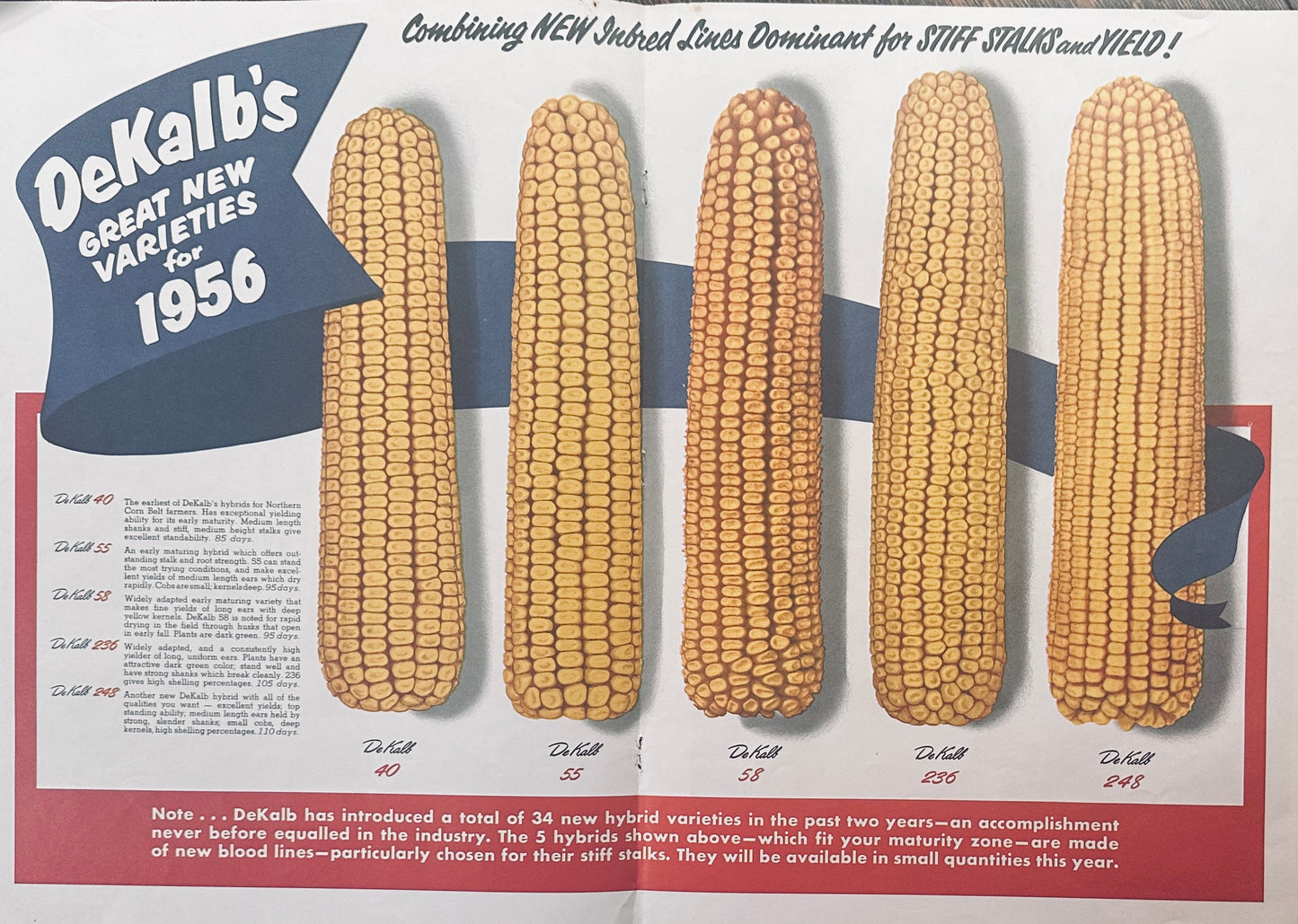 1956 Dekalb Double-Sided Centerfold Holy Grail Ad #1078