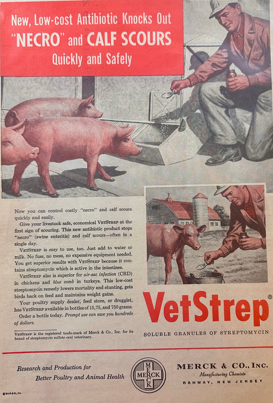1954 VetStrep Livestock Antibiotic Vintage Ad #1233 Merck & Co